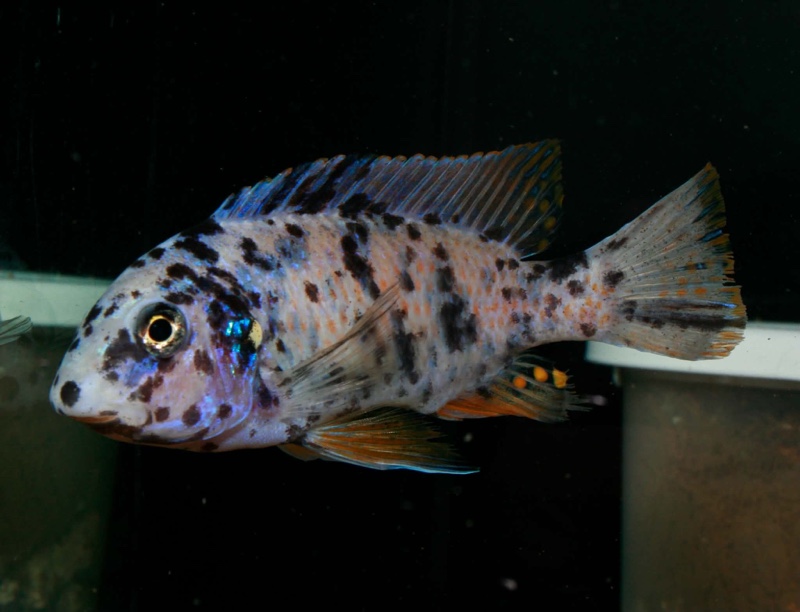 Labeotropheus fuelleborni 'Ndomo Point'